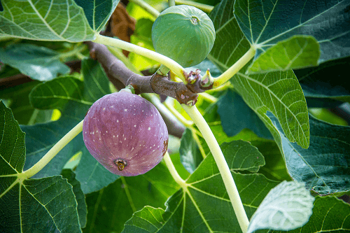 ลักษณะต้นลูกเดื่อฝรั่ง-ลูก fig